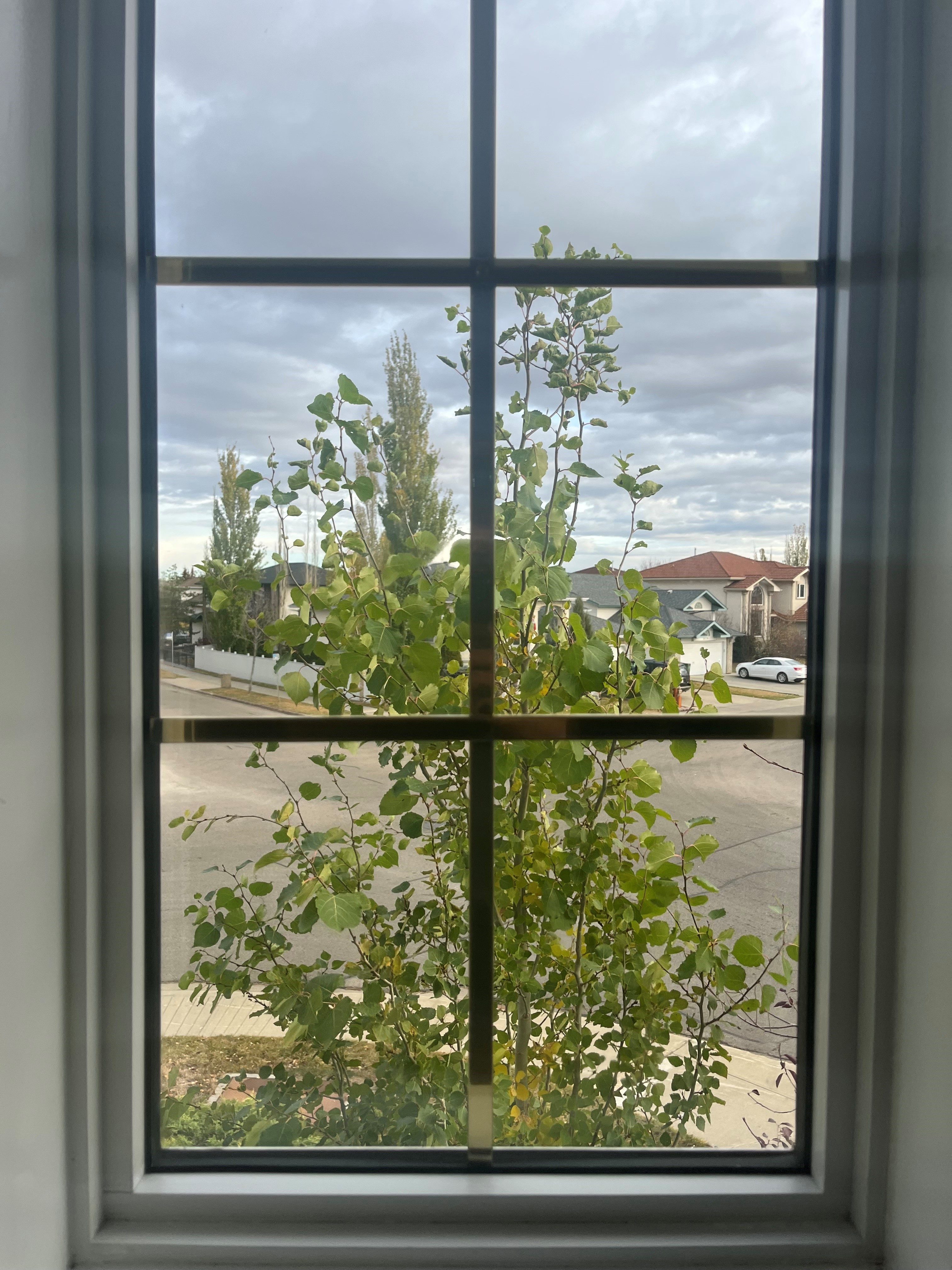 Window Defogging Services Edmonton